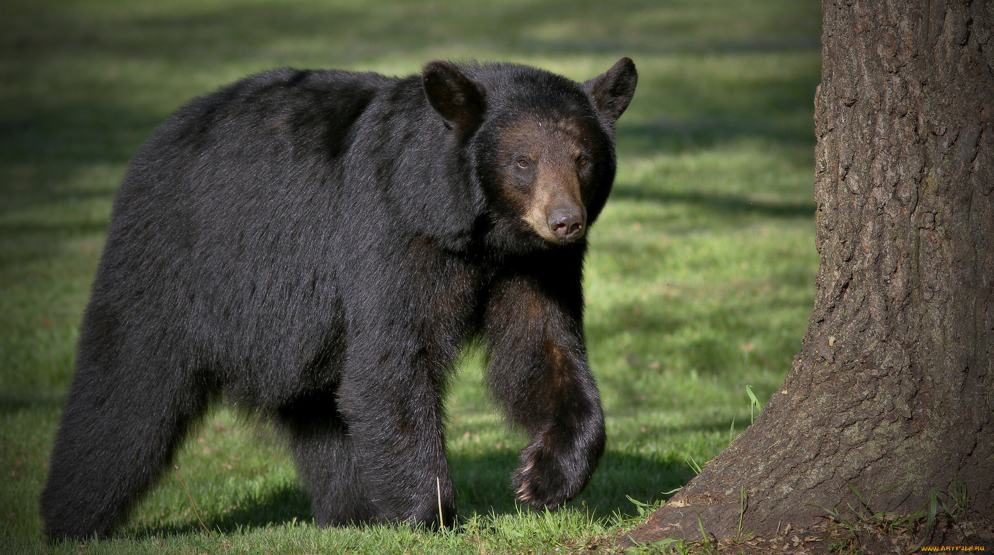 животные, медведи, медведь, хищник, черный