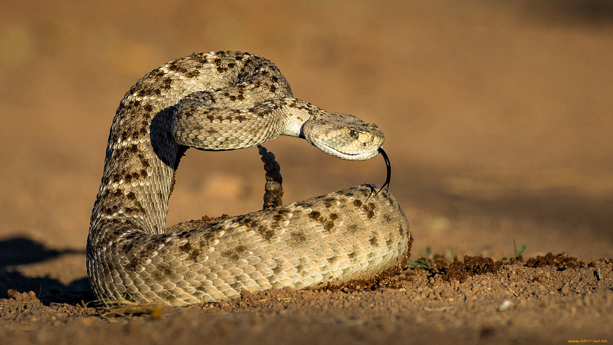 животные, змеи, , питоны, , кобры, угроза