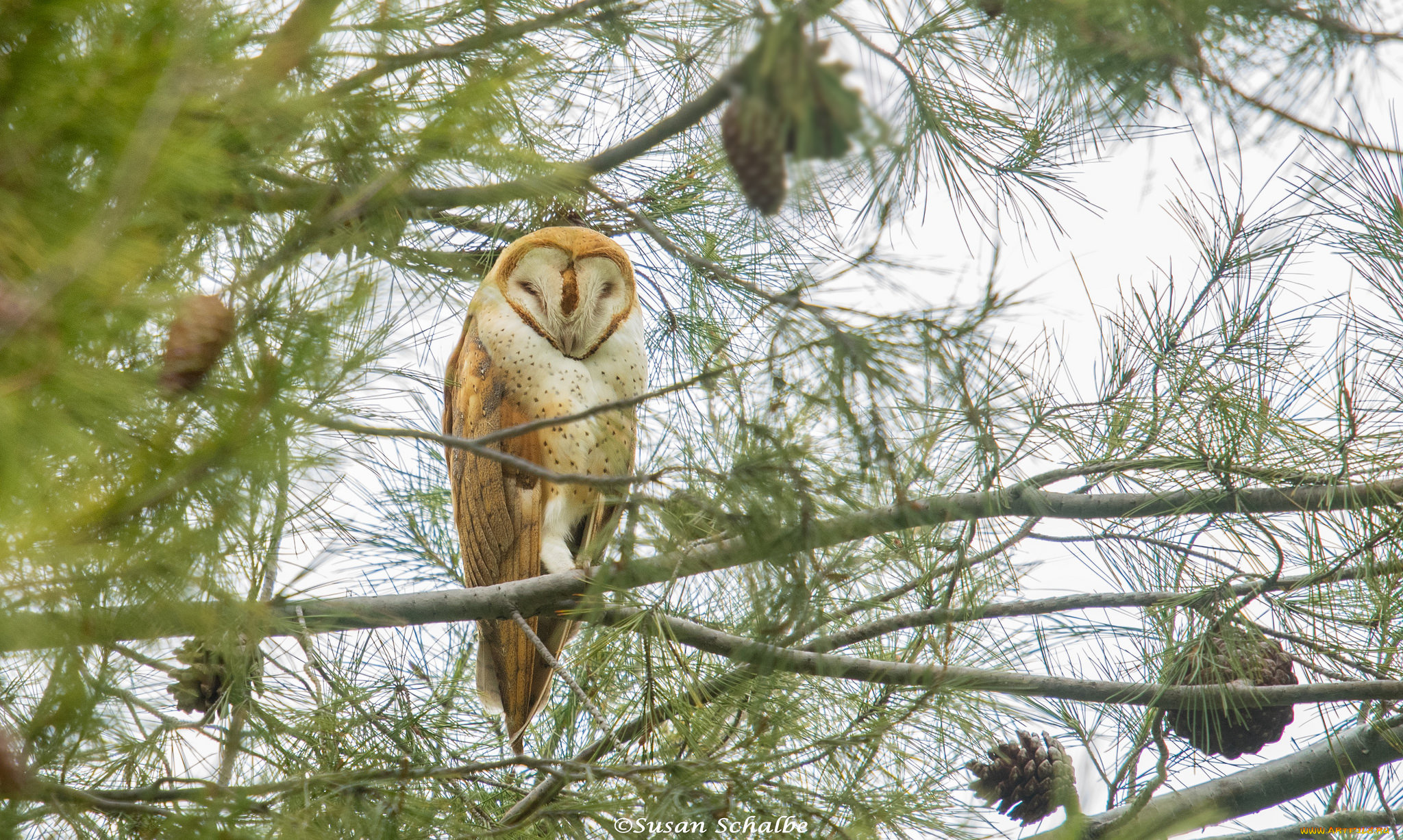 животные, совы, птичка