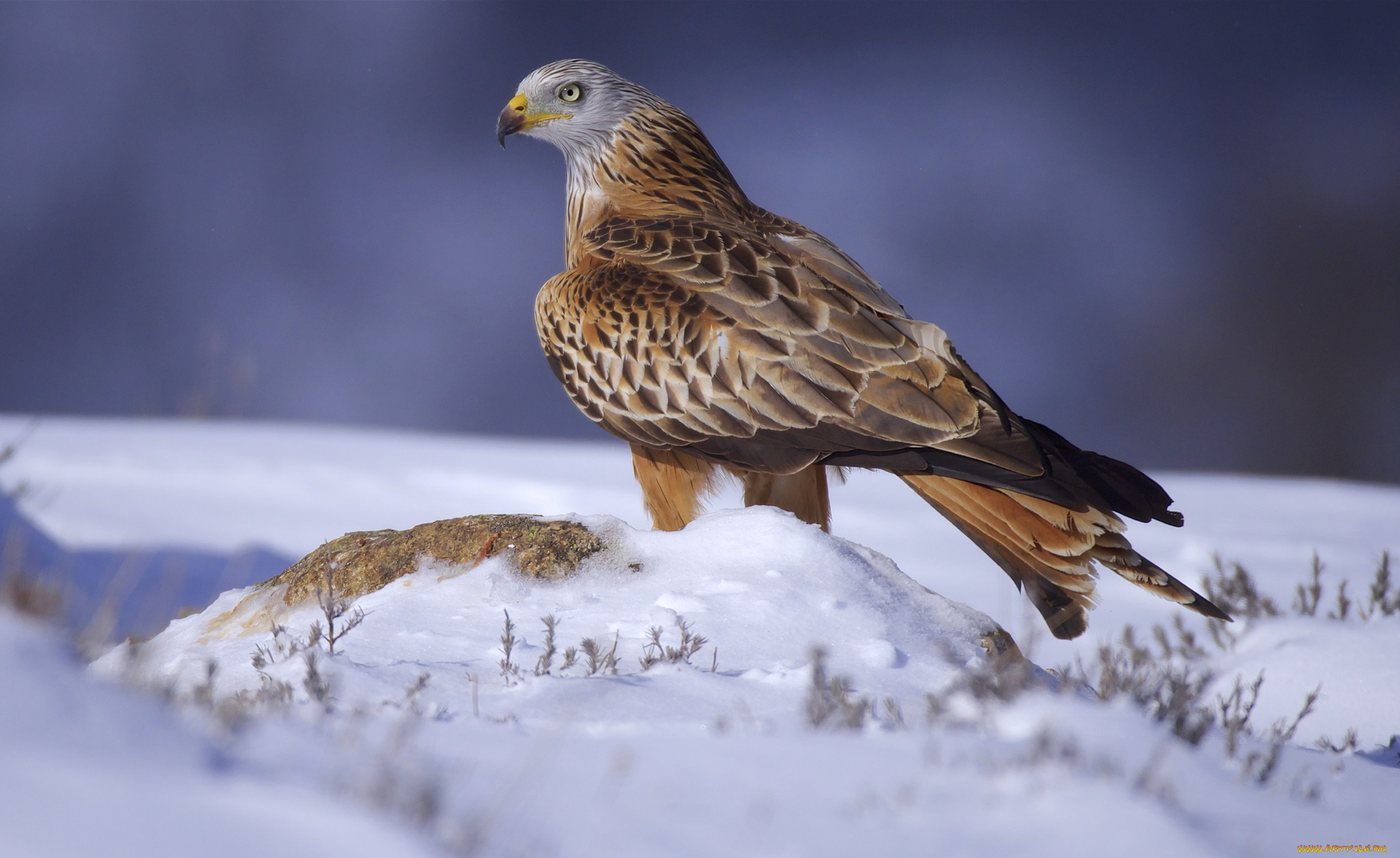 животные, птицы, -, хищники, птичка