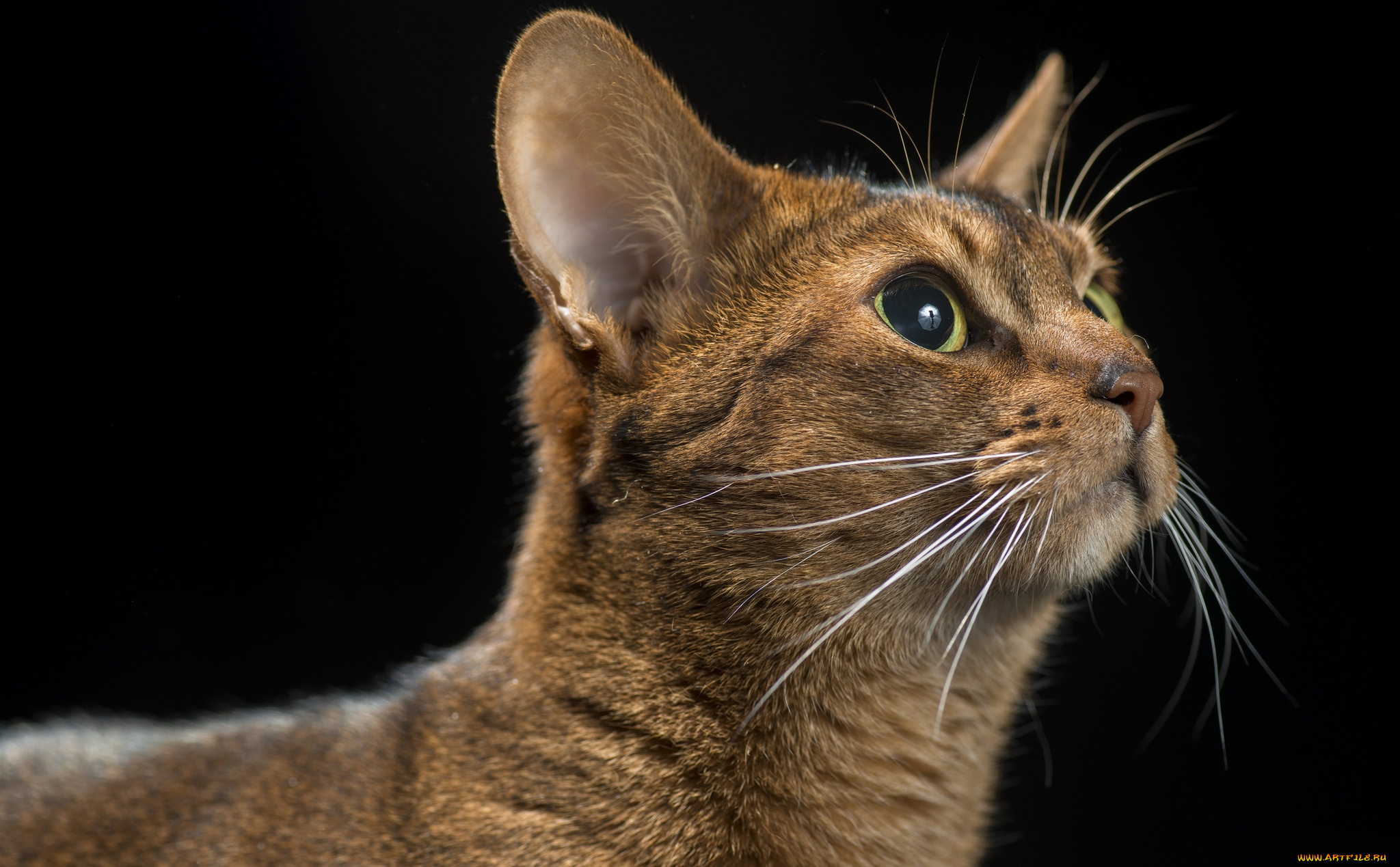 животные, коты, киса