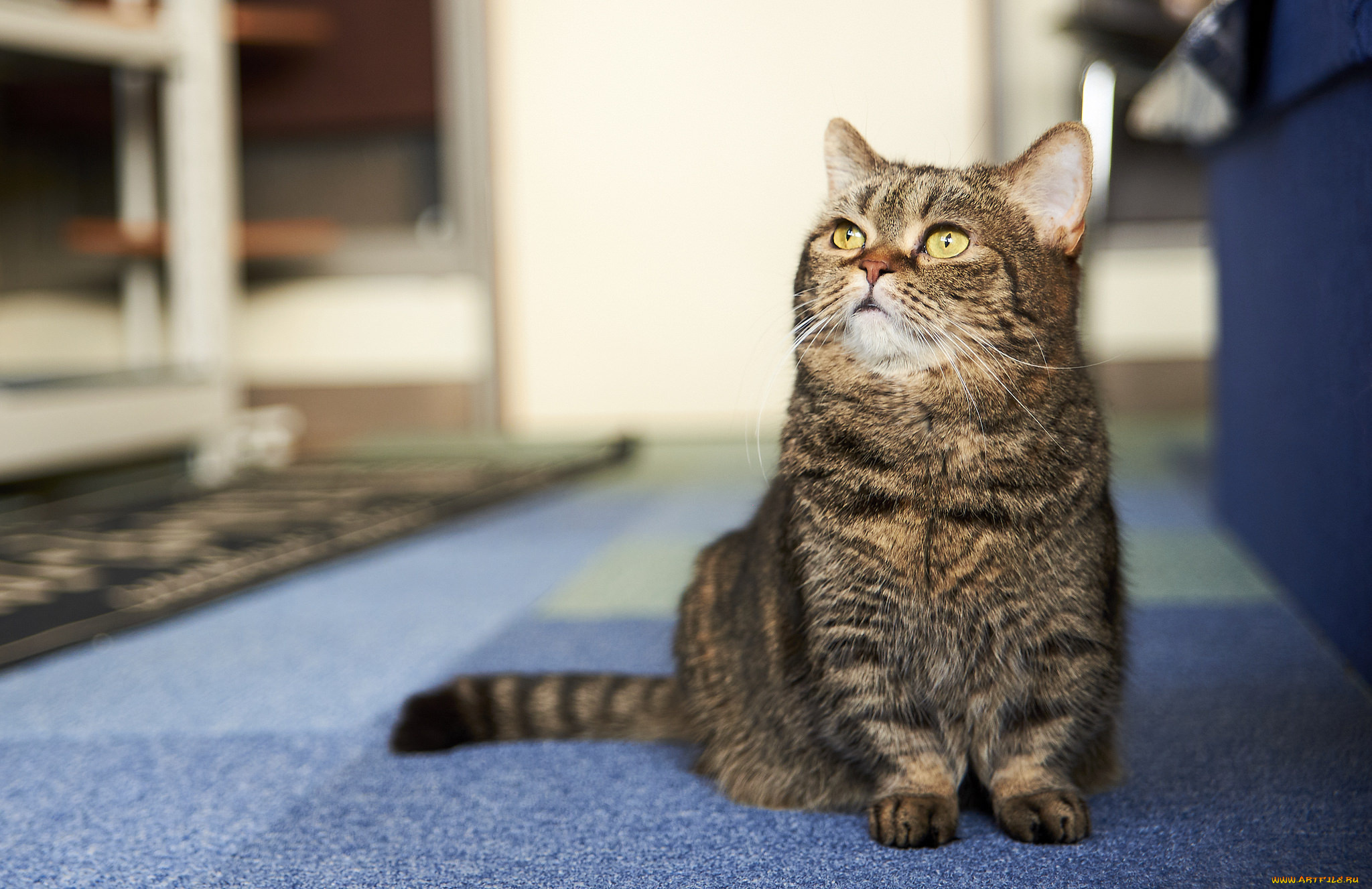 животные, коты, киса