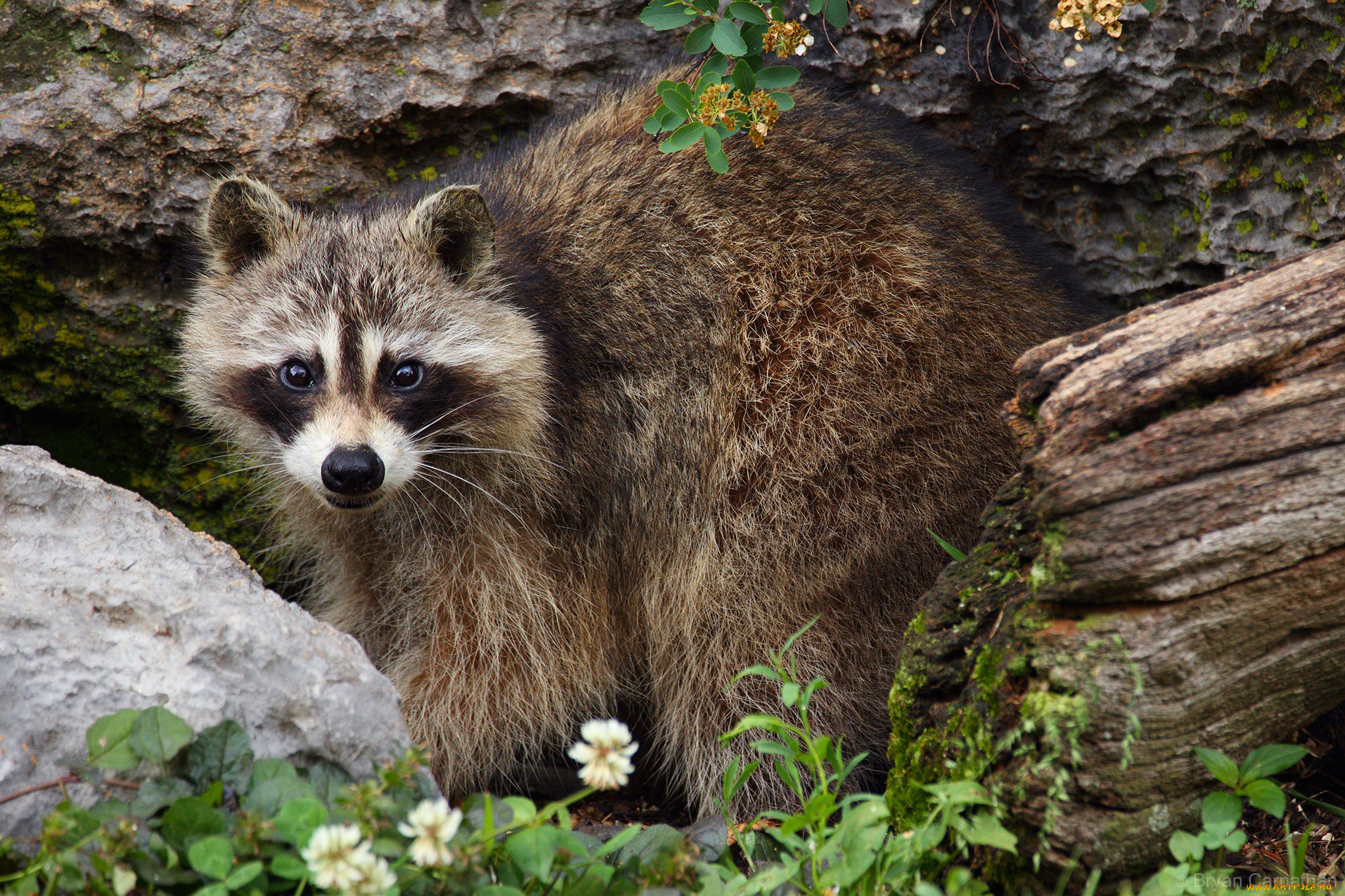 животные, еноты, енот