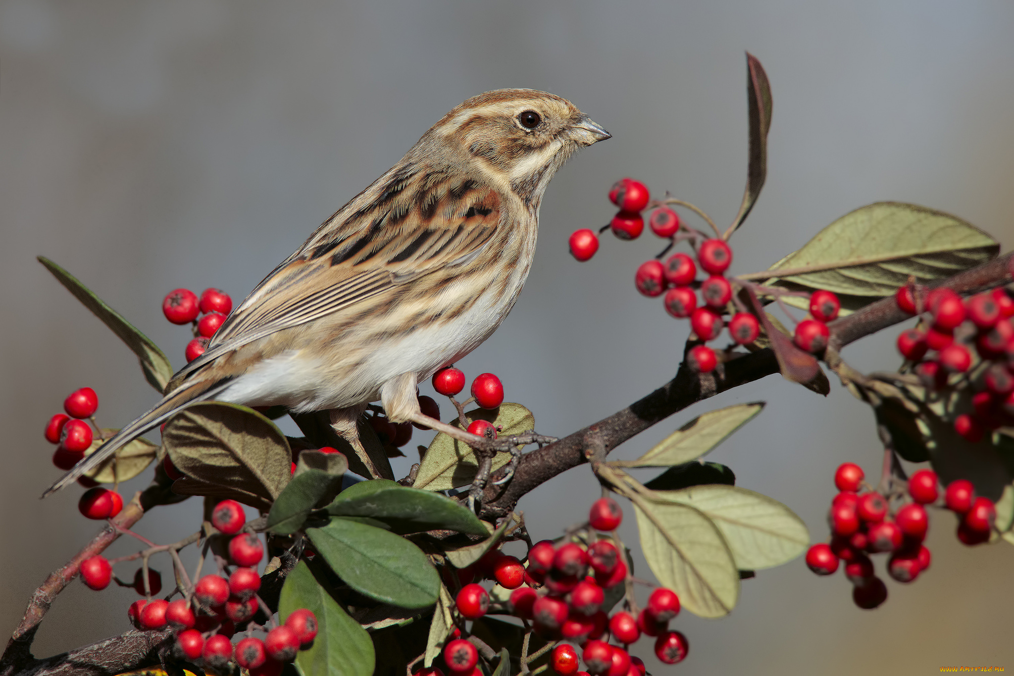 животные, птицы, птичка