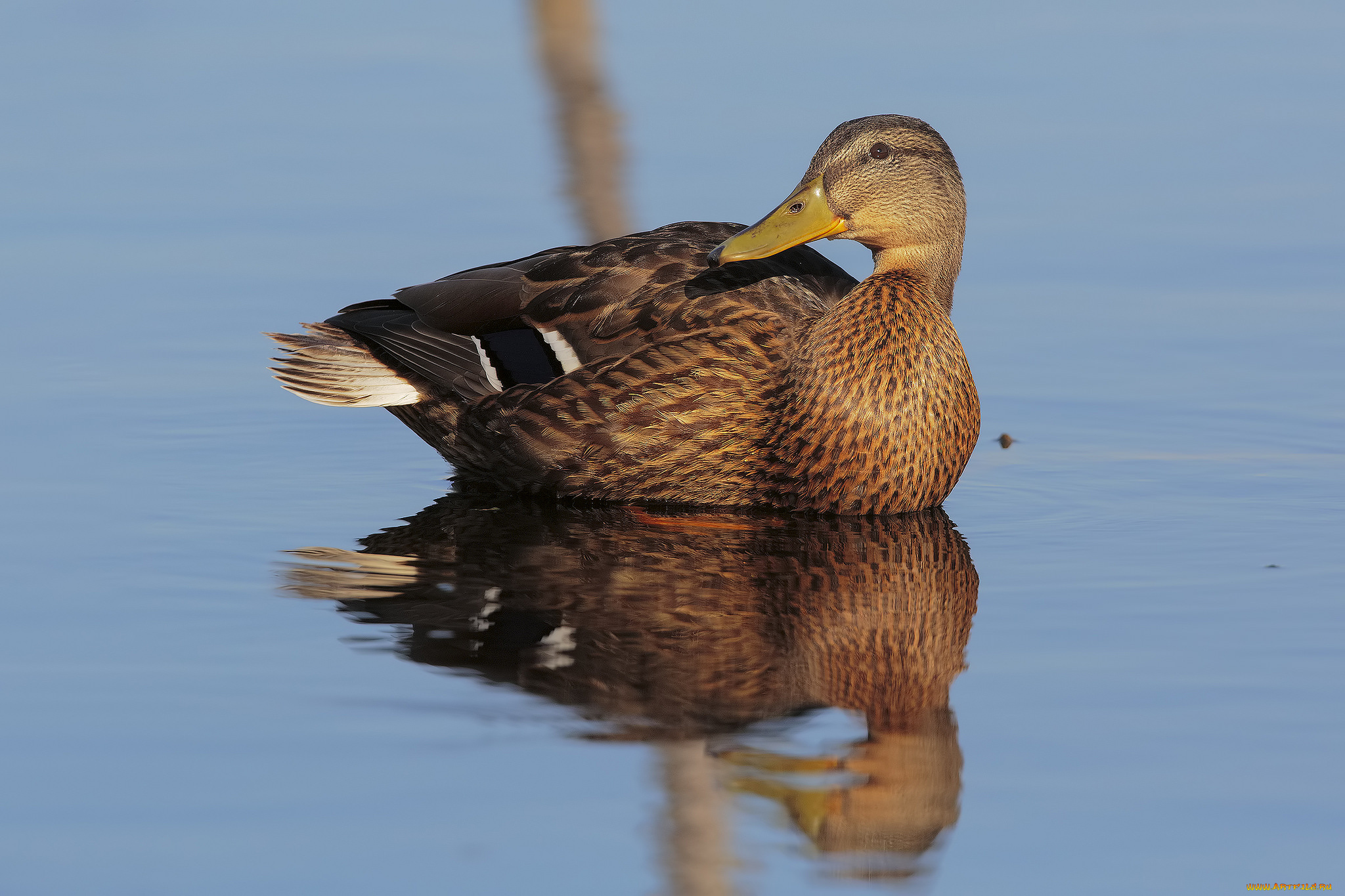 животные, утки, птичка