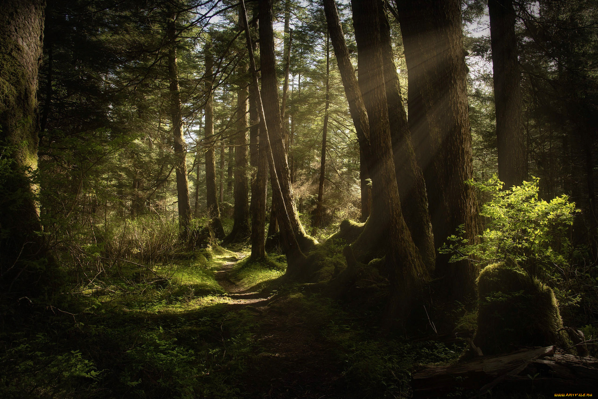 природа, лес, простор