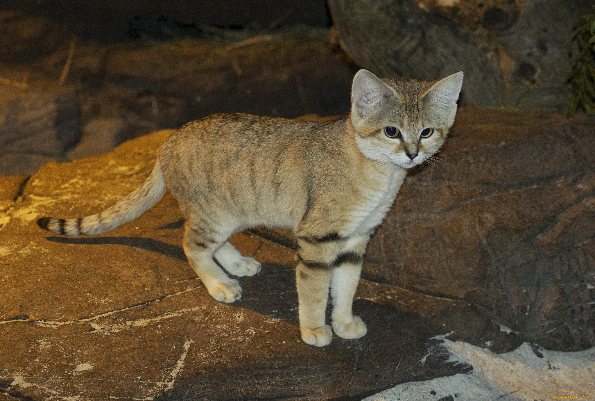 sand, cat, животные, дикие, кошки, киса