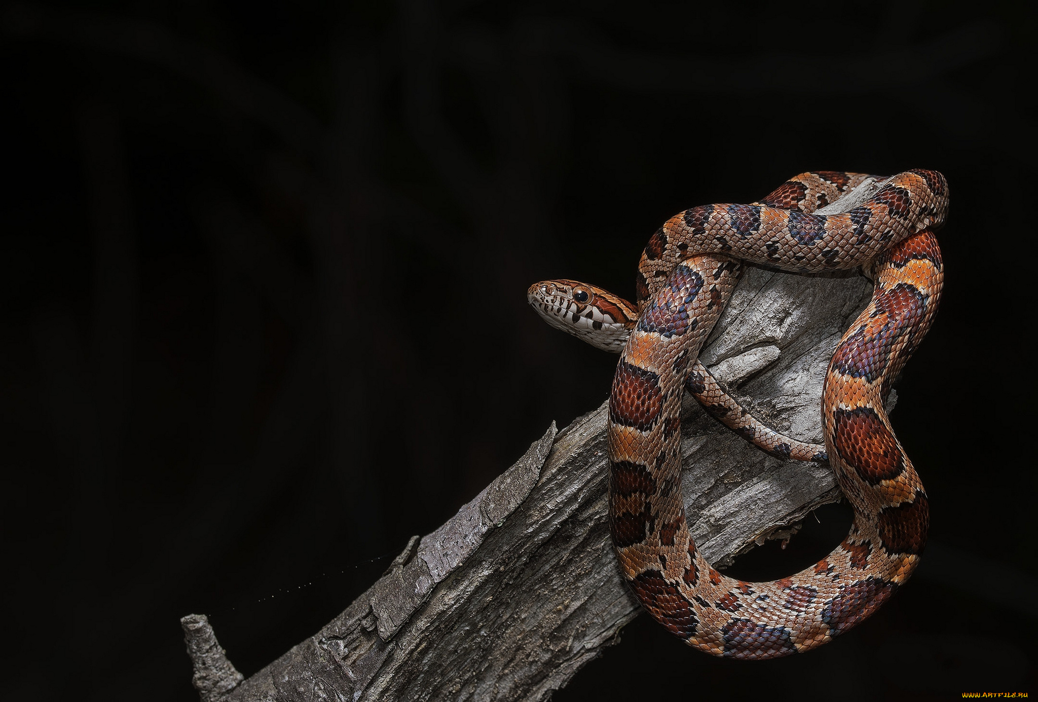 животные, змеи, , питоны, , кобры, змейка