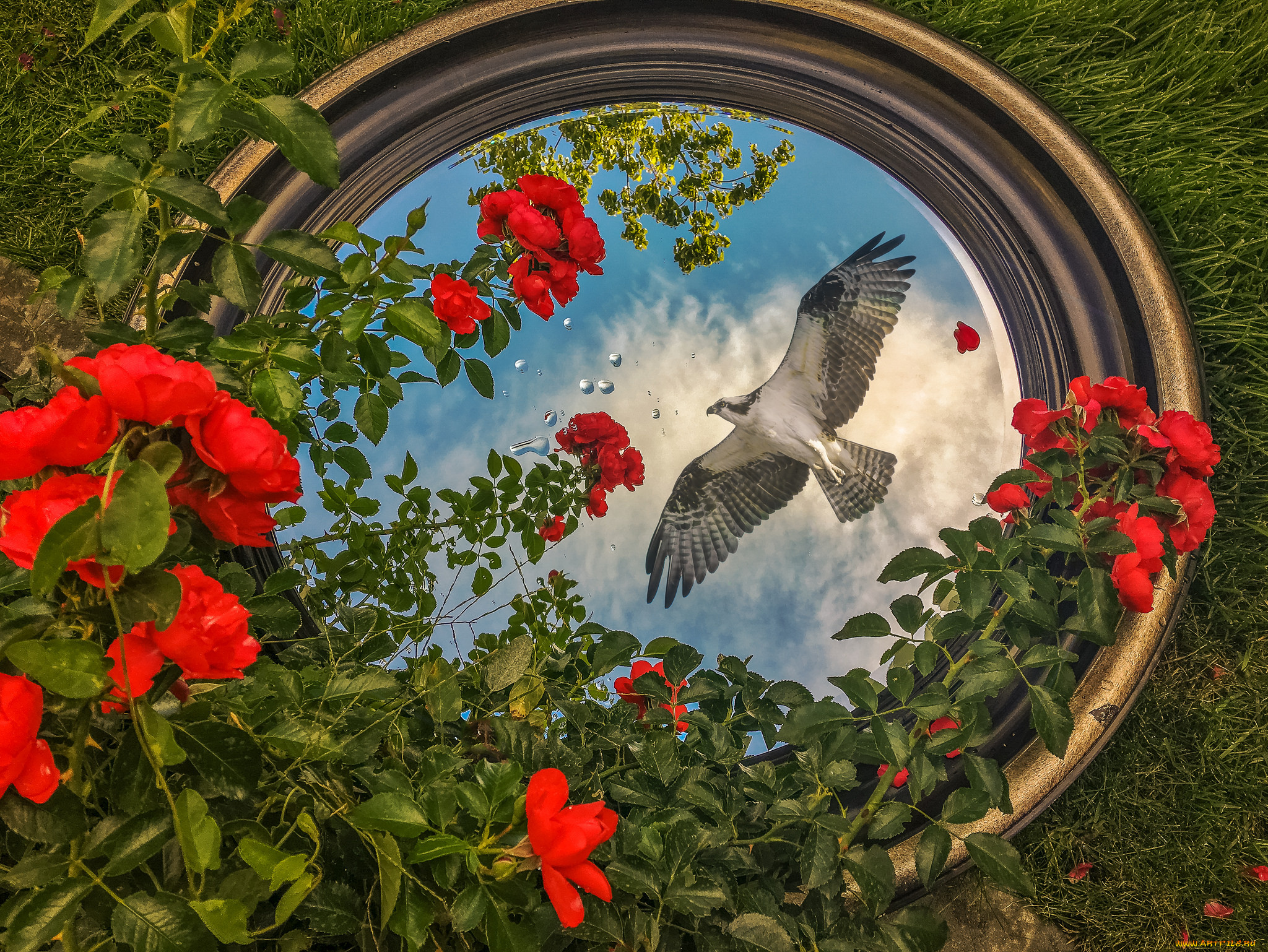 животные, птицы, -, хищники, птичка