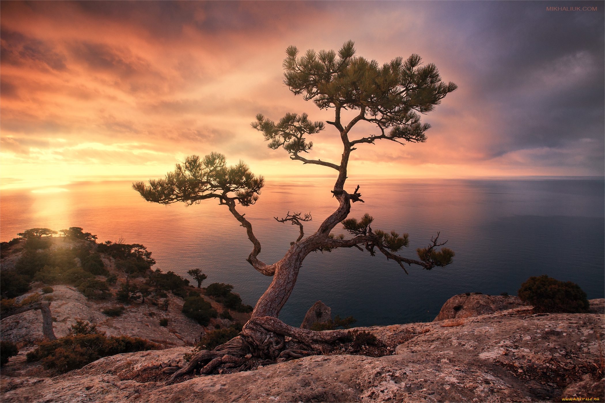 природа, восходы, закаты, цветы, ваза, wood, маргаритки