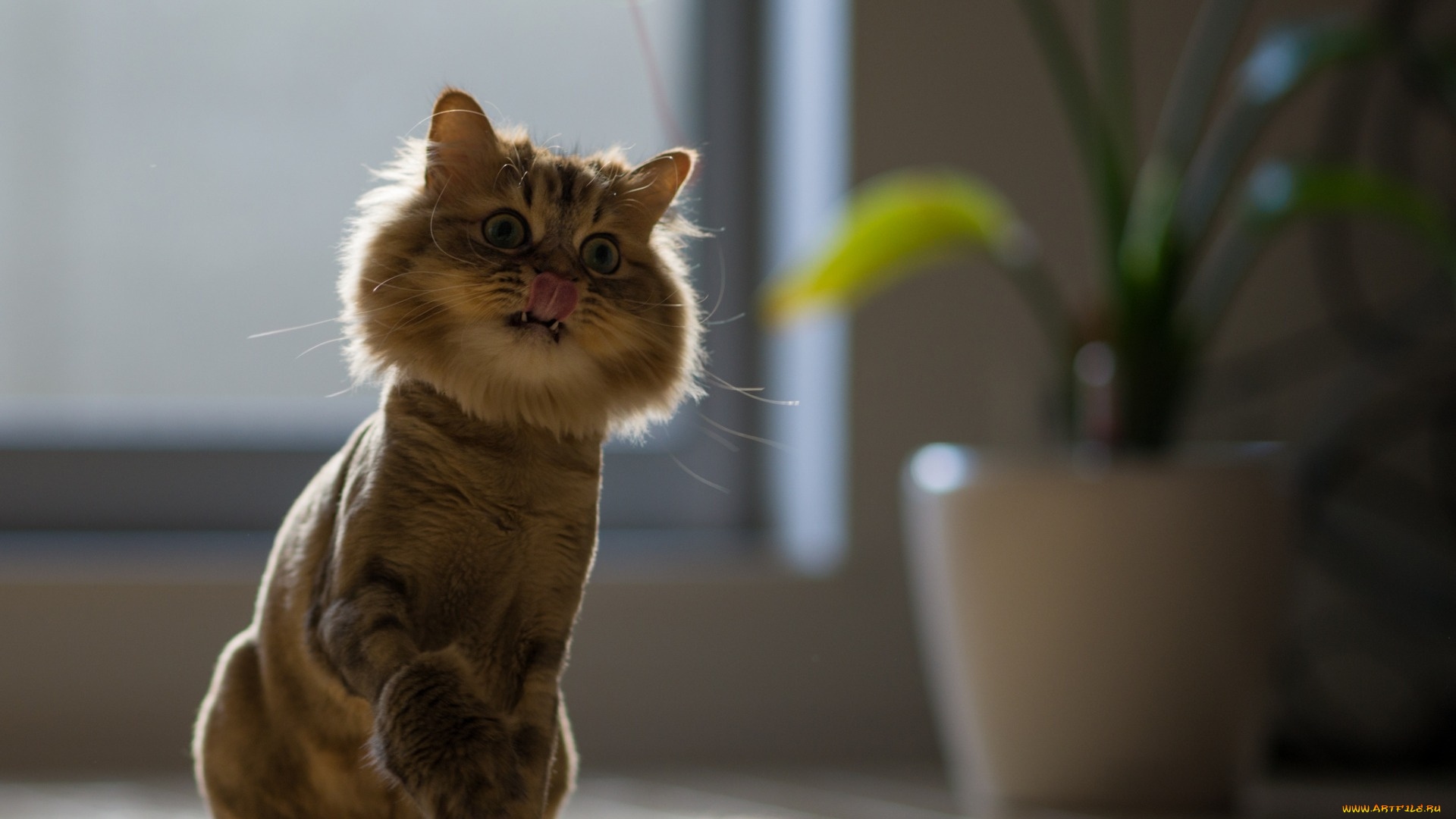 кошки, животные, коты