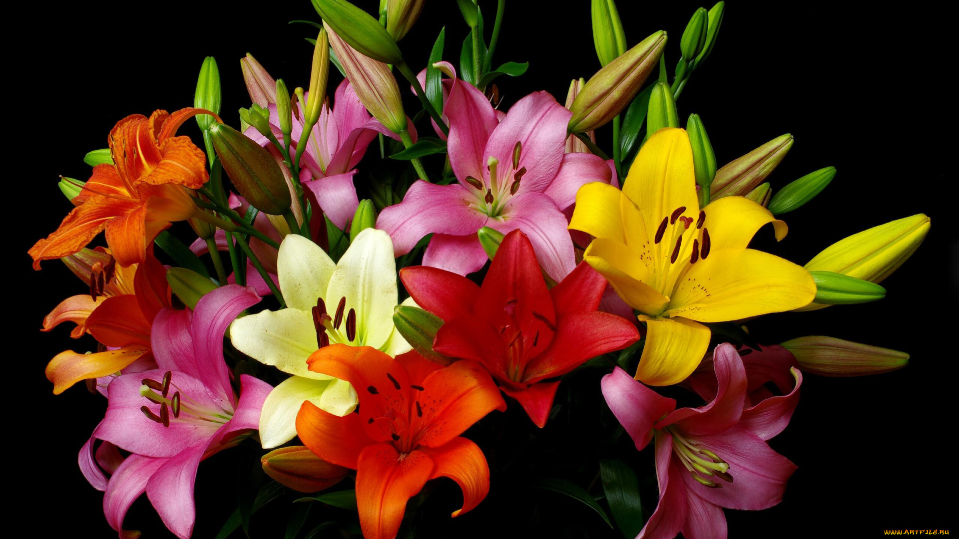 цветы, лилии, , лилейники, букет, разноцветные