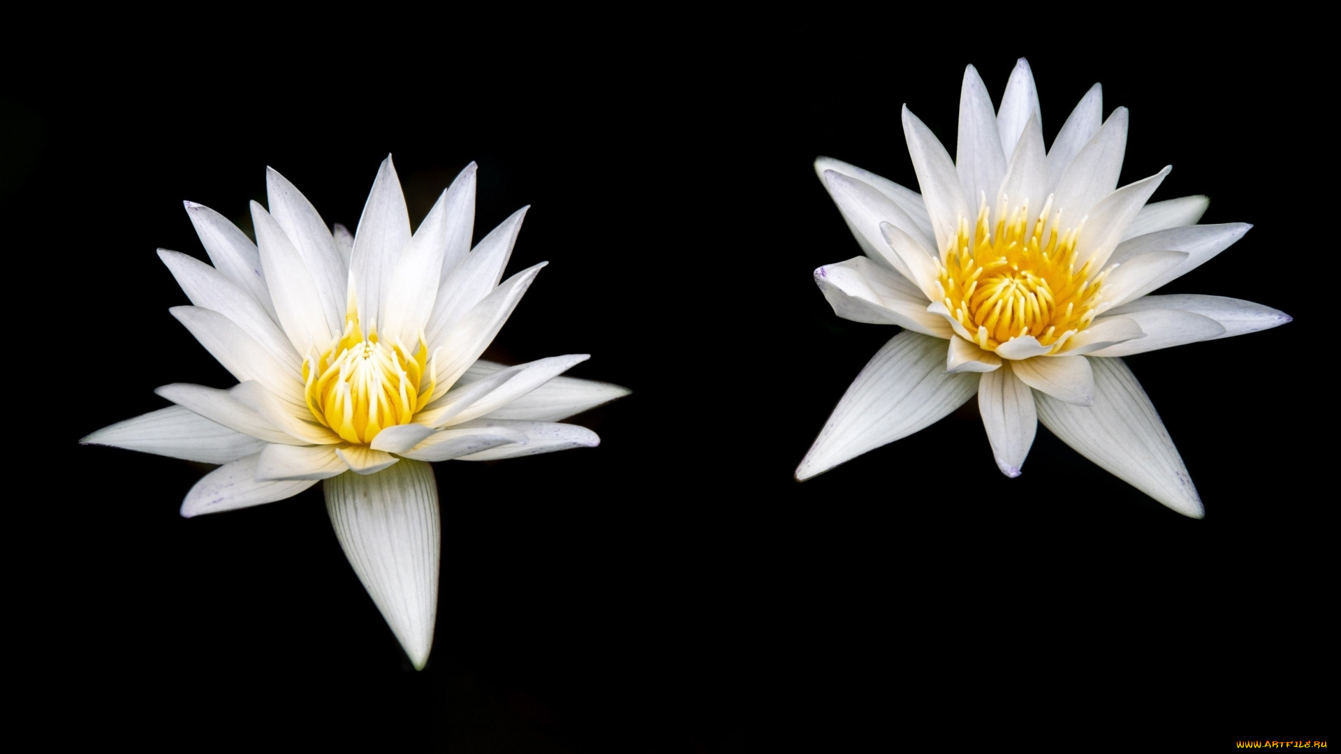 цветы, лилии, водяные, , нимфеи, , кувшинки, дуэт, белые, лилии