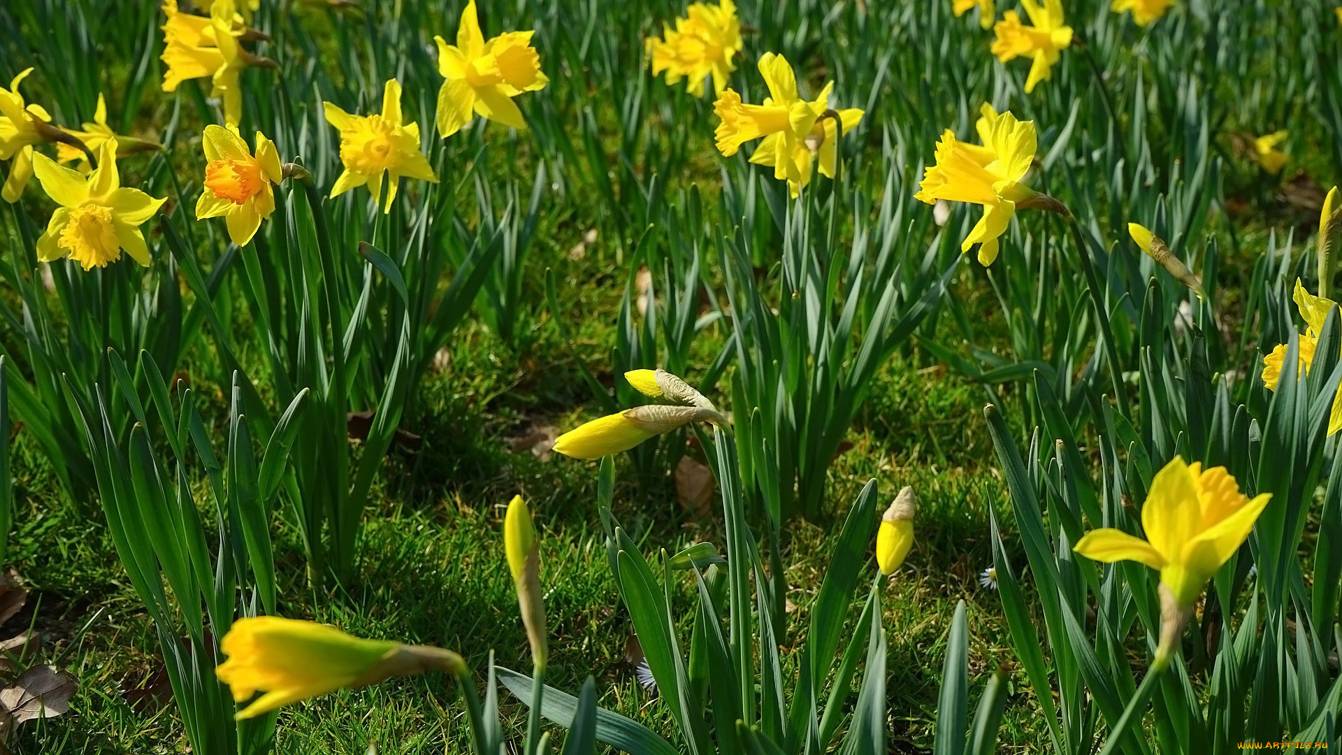 цветы, нарциссы, желтые, весна
