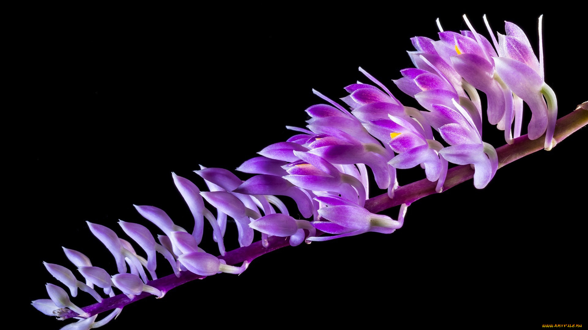 цветы, орхидеи, ветка, экзотические