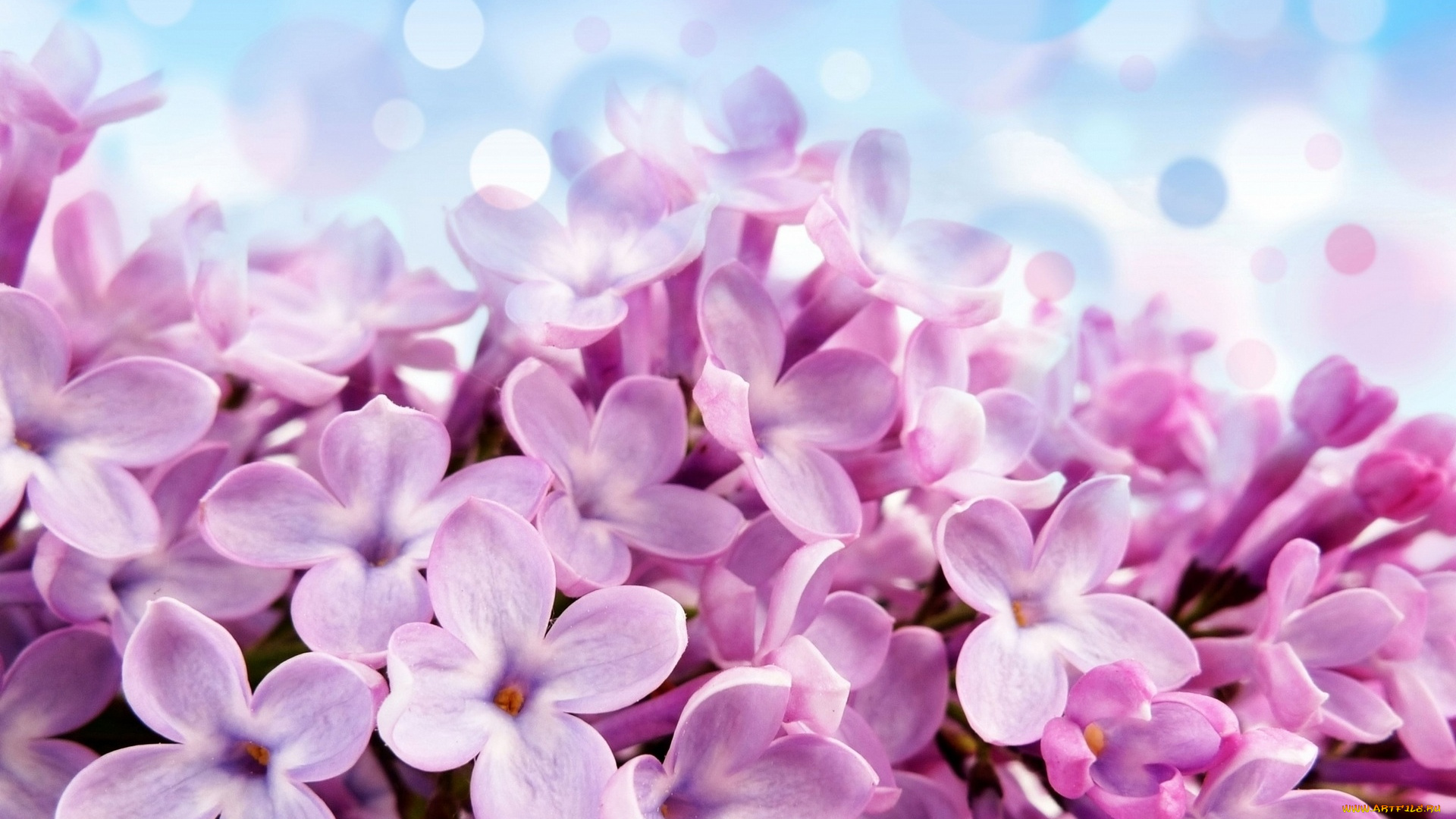 цветы, сирень