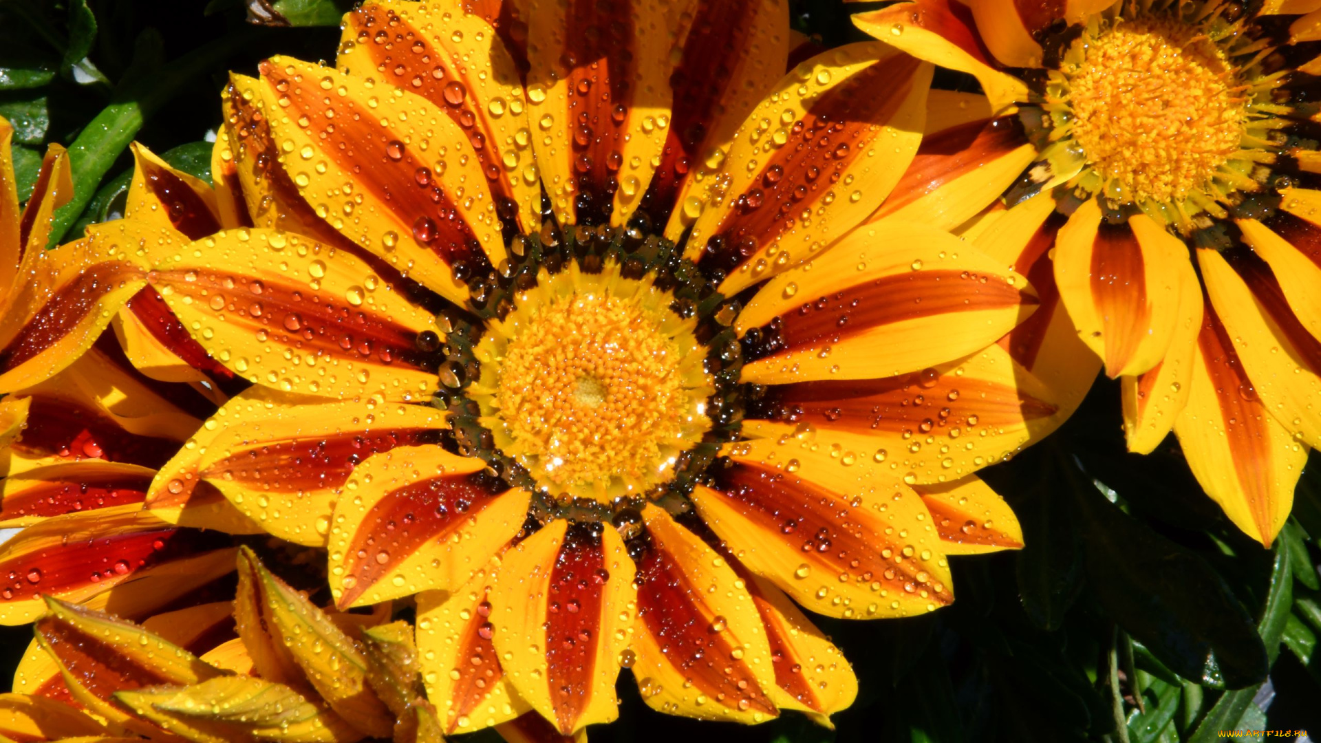 цветы, газания, макро, капли