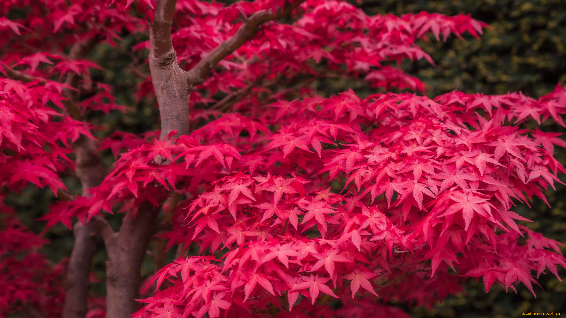 природа, деревья, клен, листья