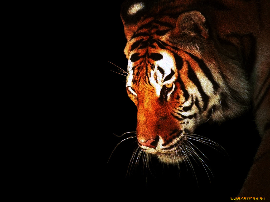 животные, тигры