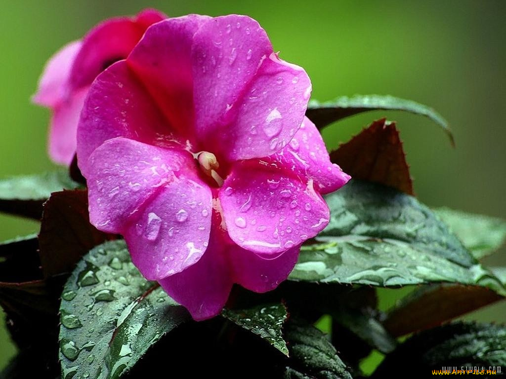 цветы, бальзамины