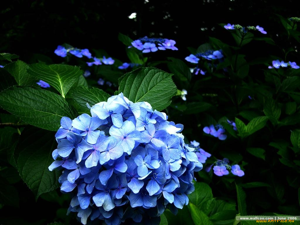 цветы, гортензия