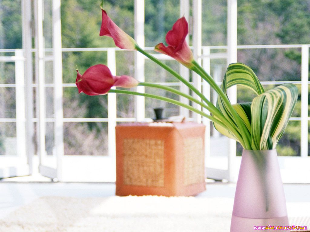 цветы, каллы