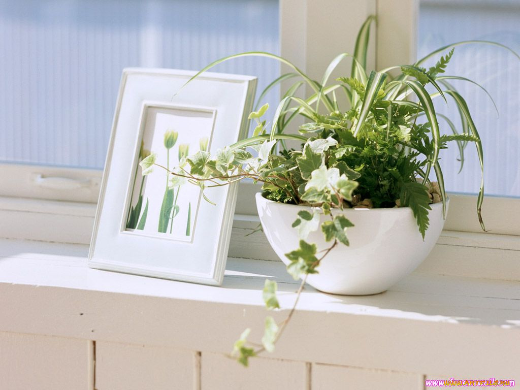 цветы, разные, вместе