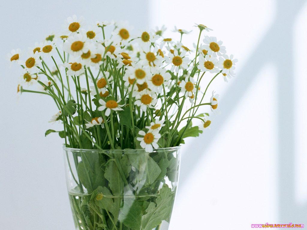 цветы, ромашки