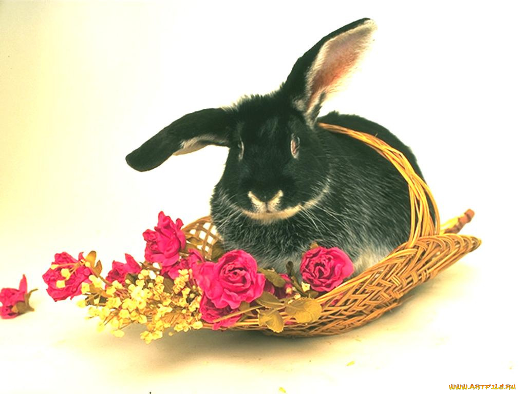 животные, кролики, зайцы