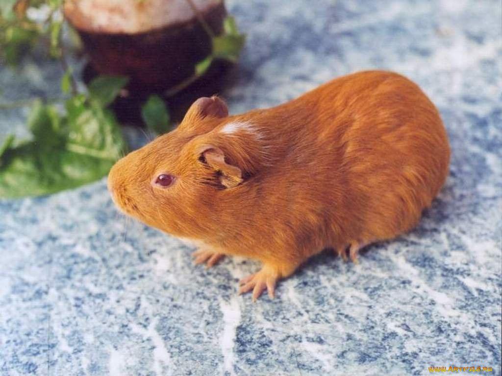животные, морские, свинки, хомяки