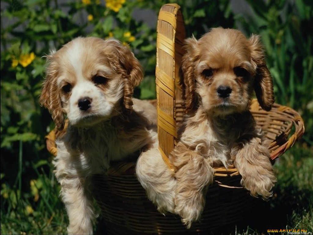 животные, собаки