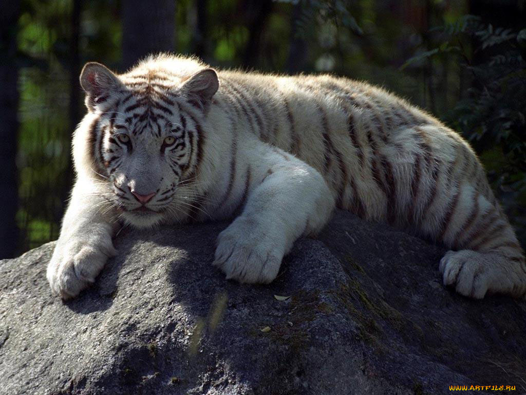 животные, тигры