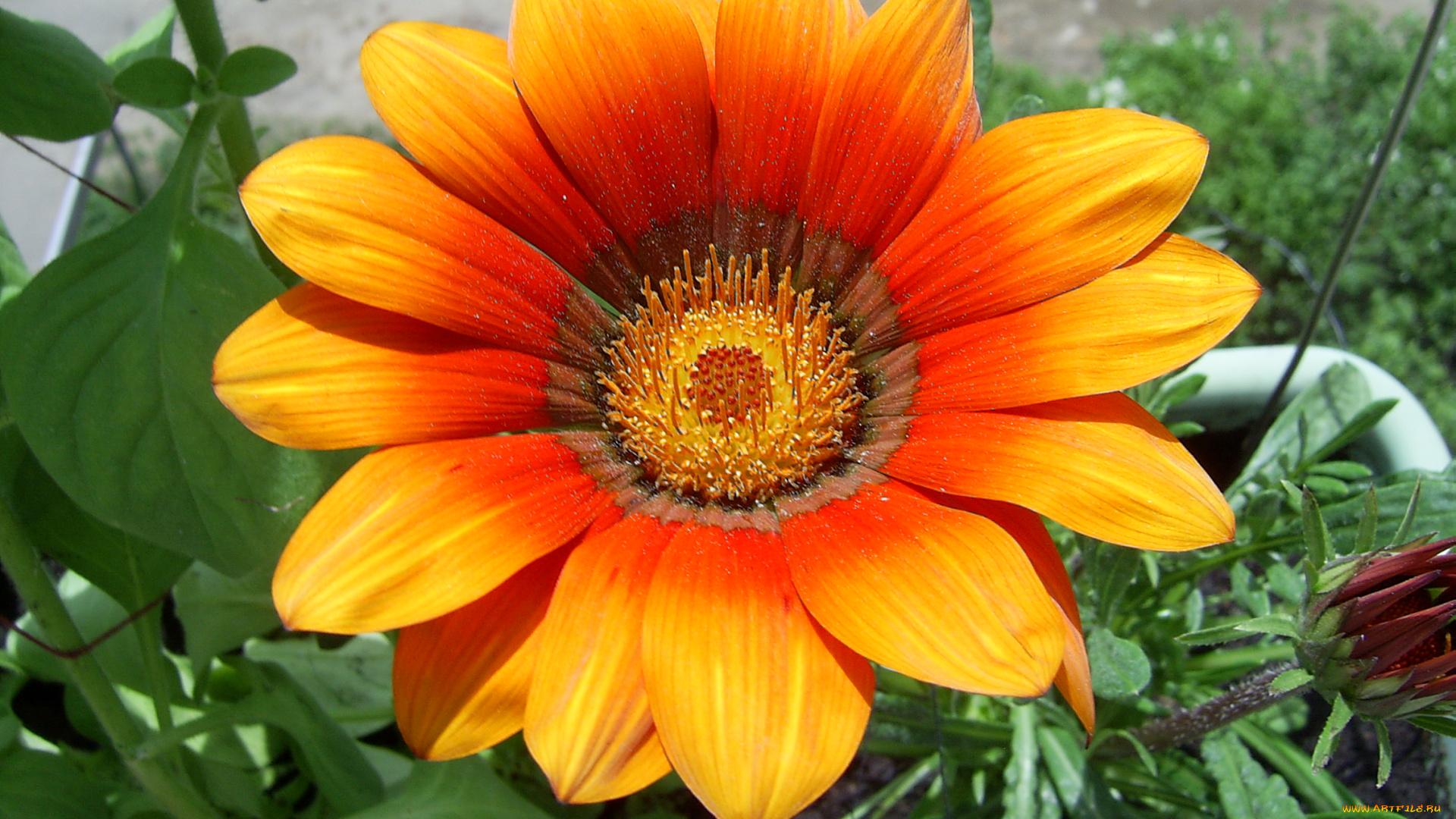 цветы, газания