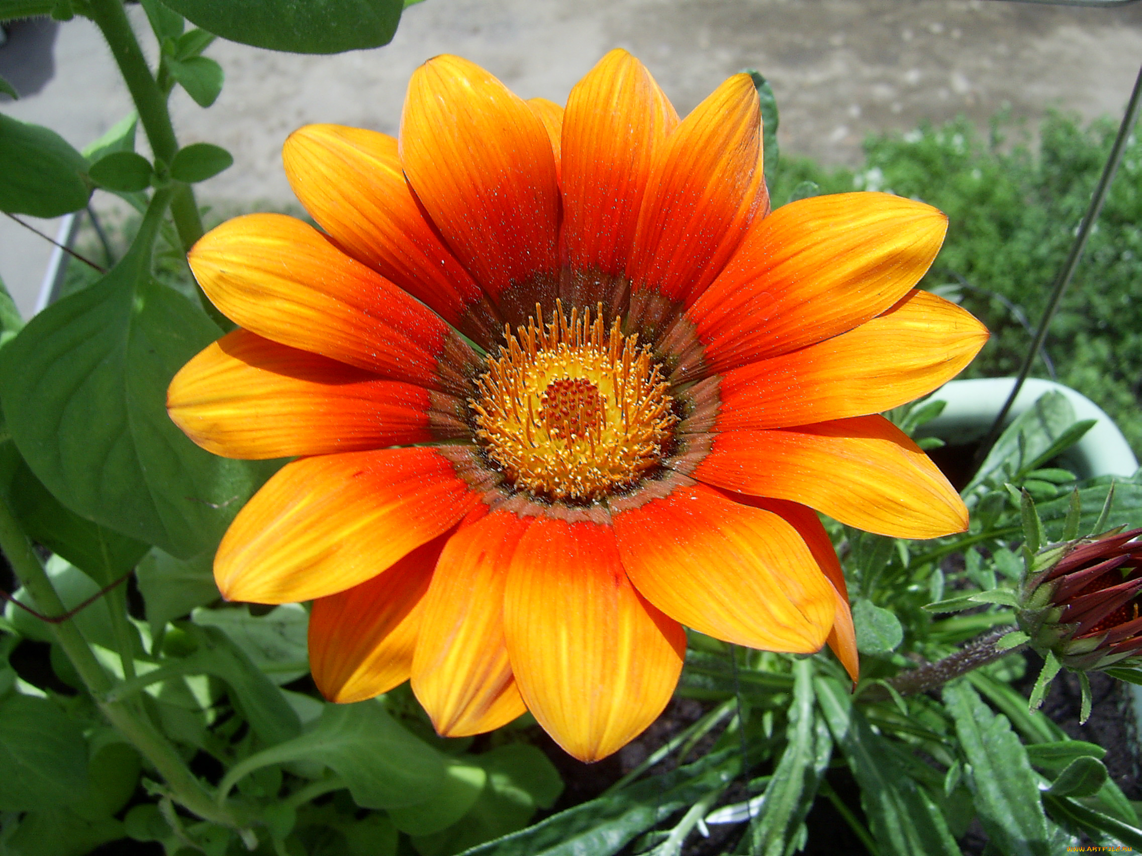 цветы, газания