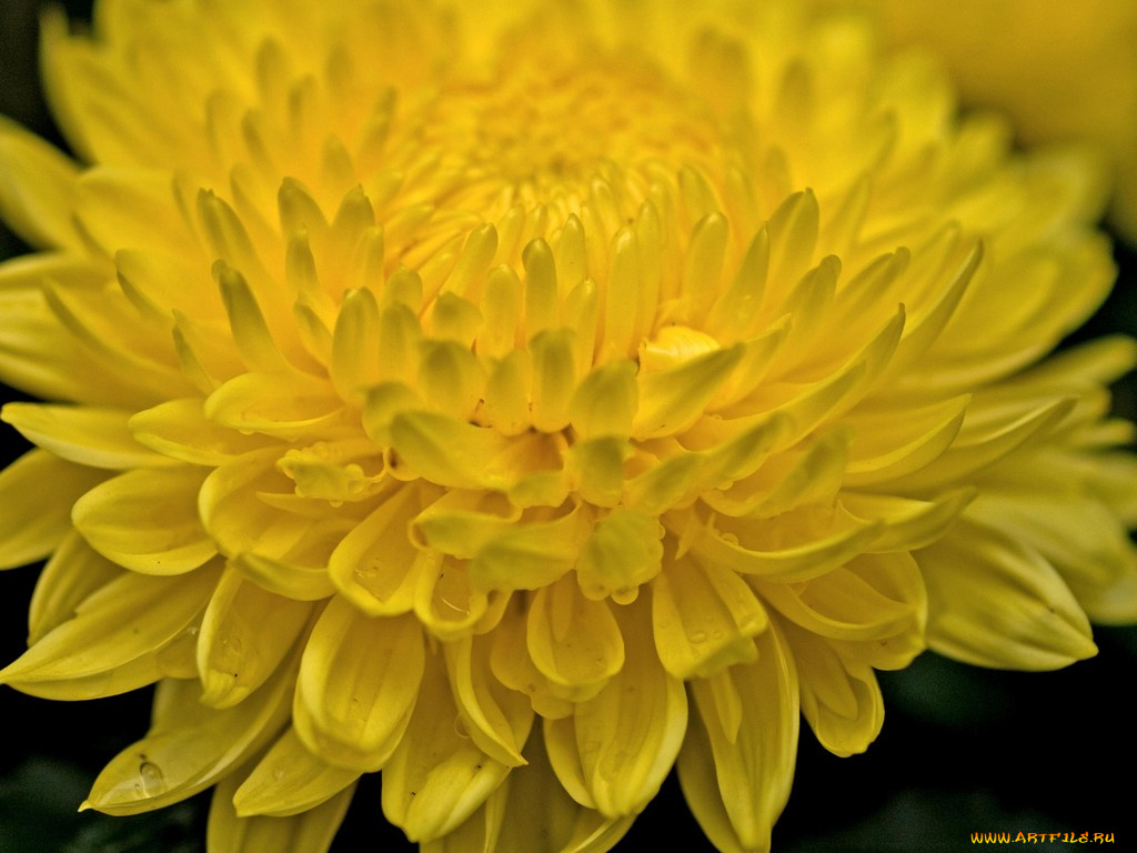 цветы, хризантемы