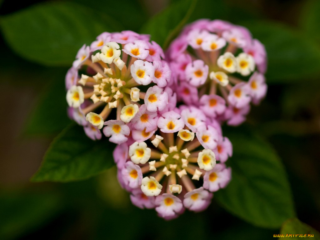 цветы, лантана, вербена