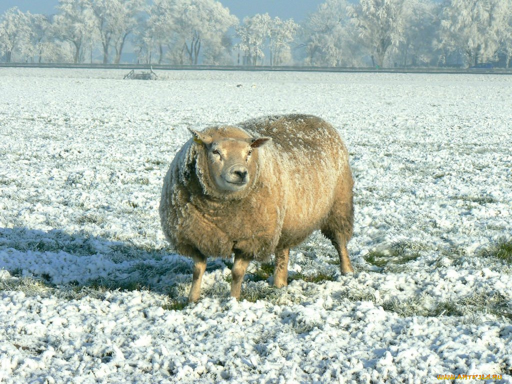 животные, овцы, бараны