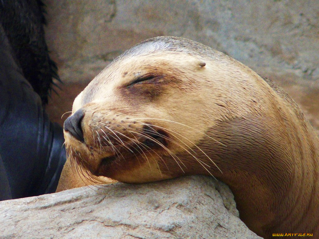 животные, тюлени, морские, львы, котики
