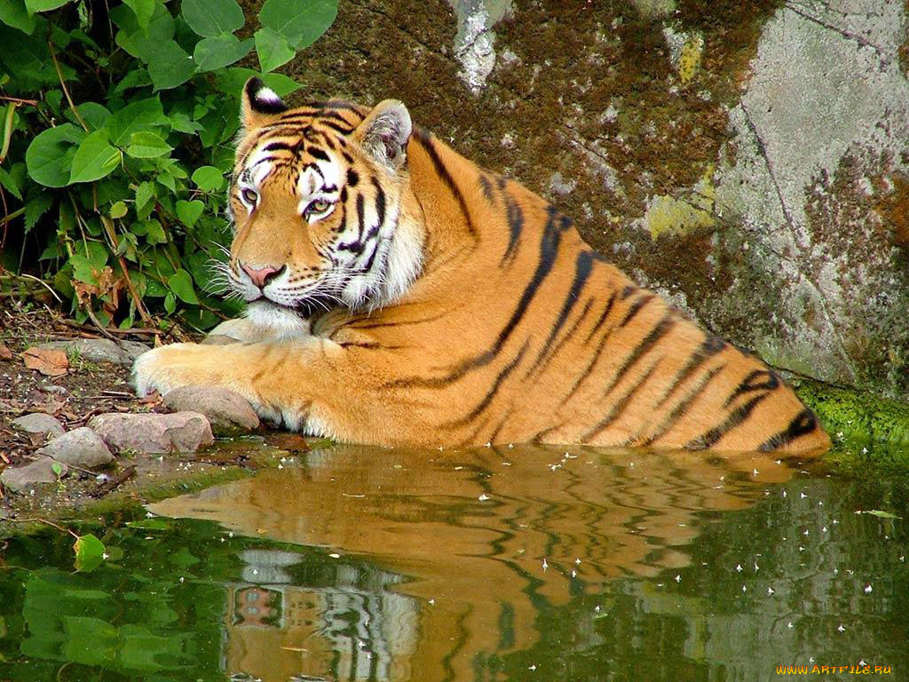 животные, тигры