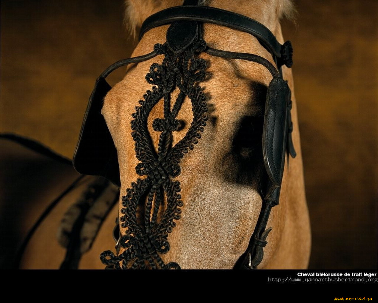 животные, лошади