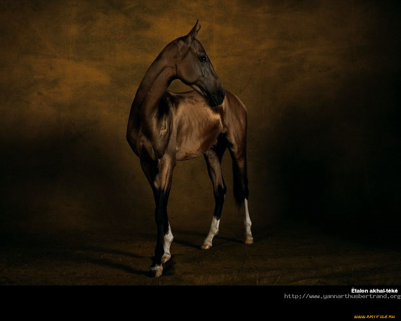 животные, лошади