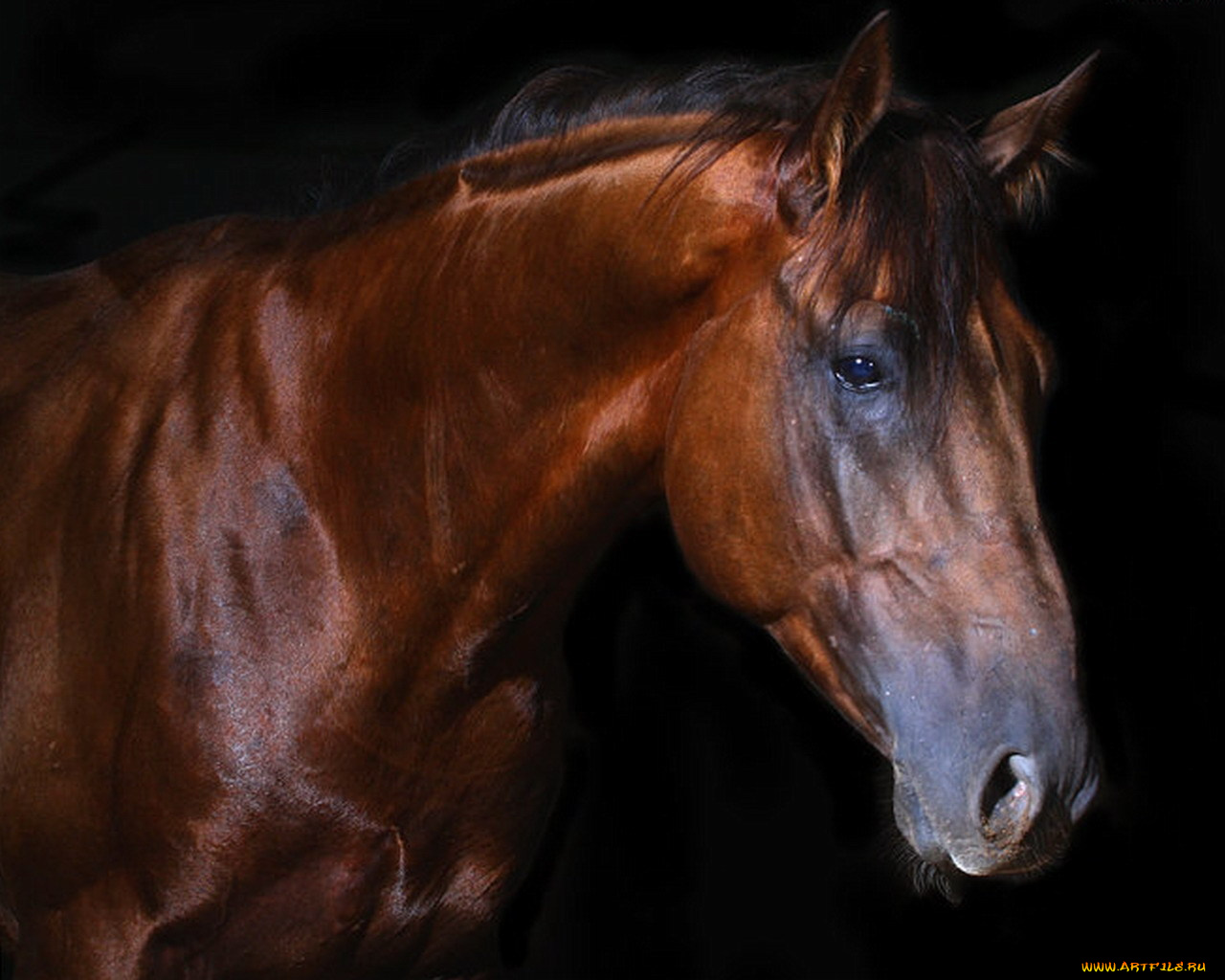 животные, лошади