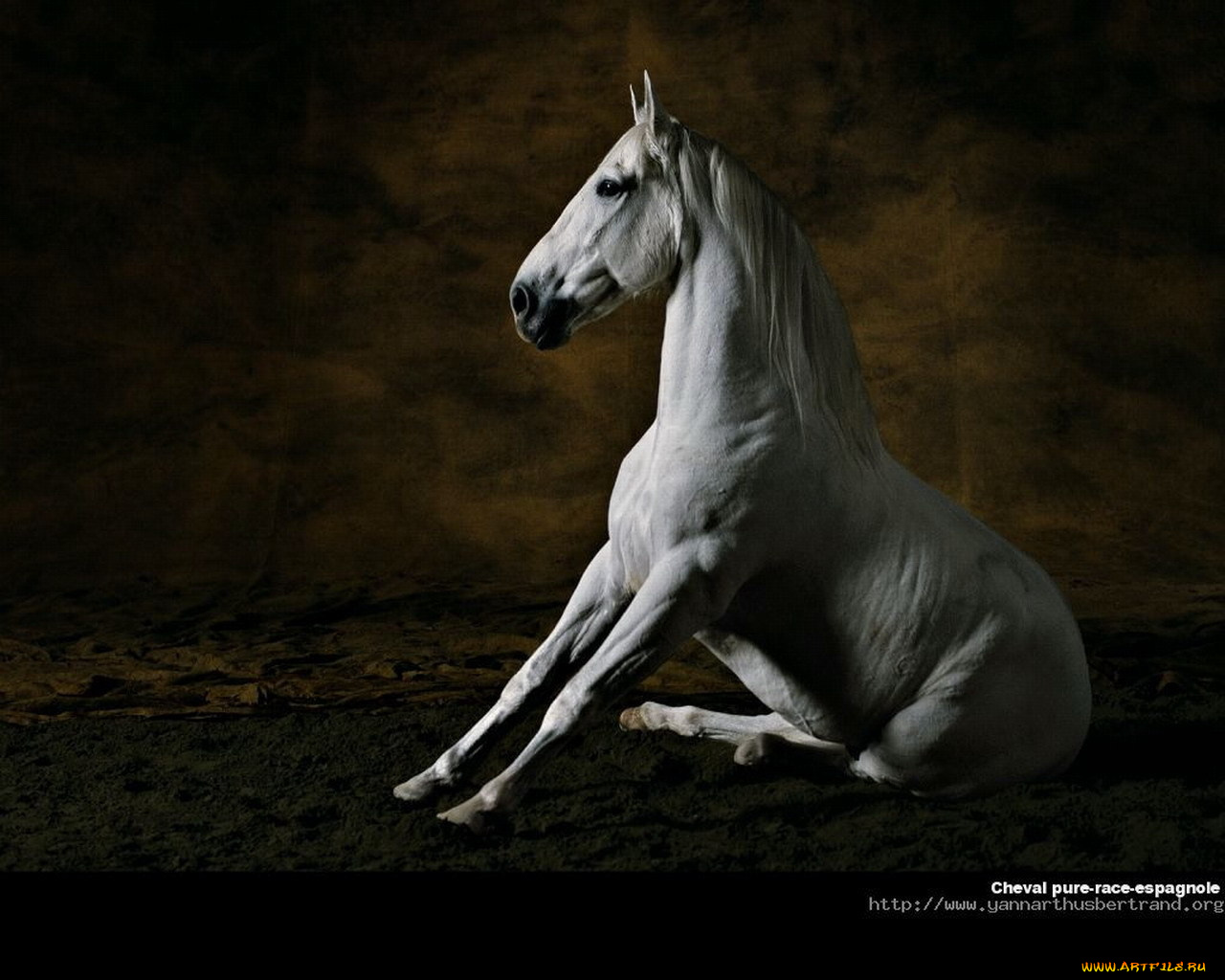 животные, лошади