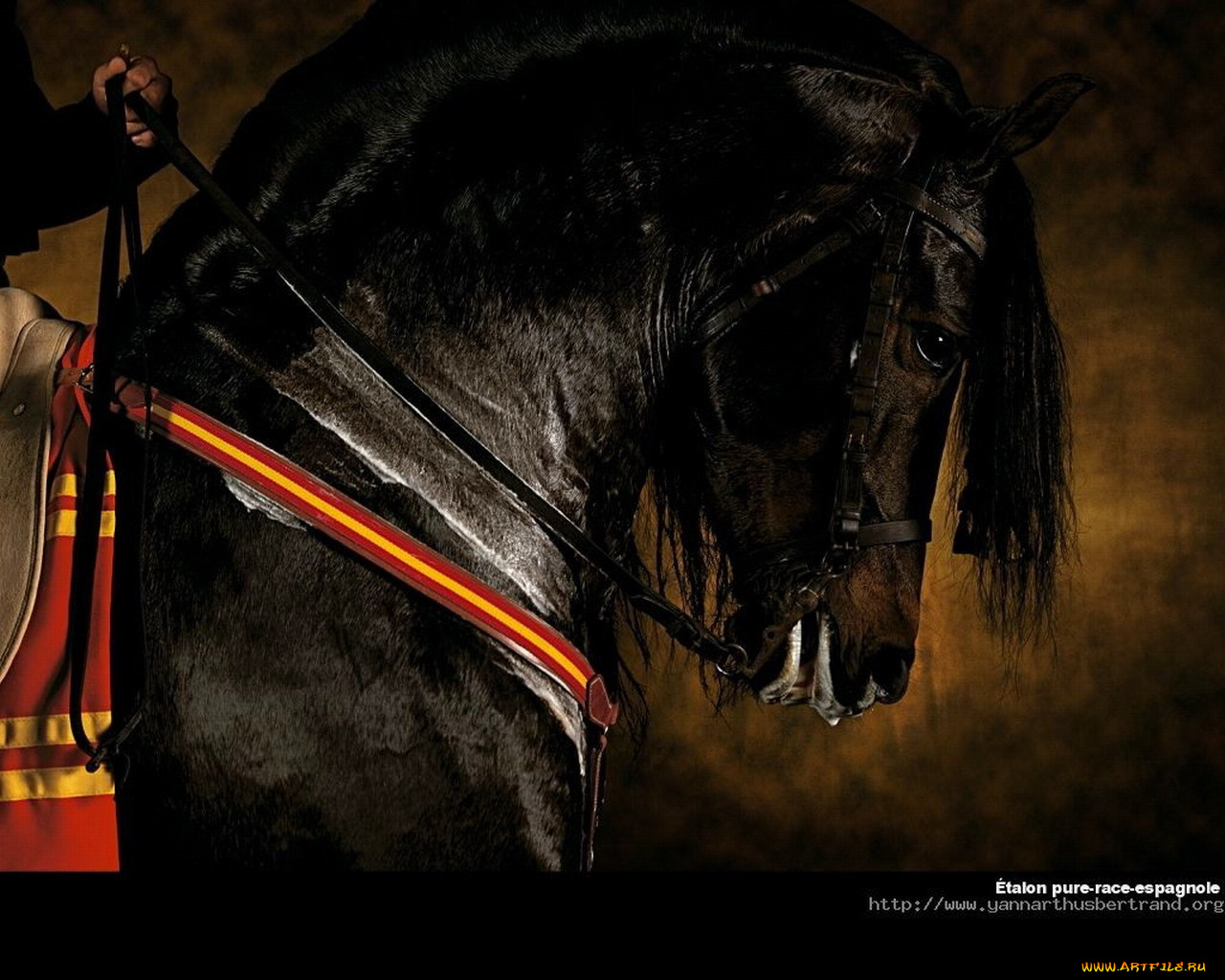 животные, лошади