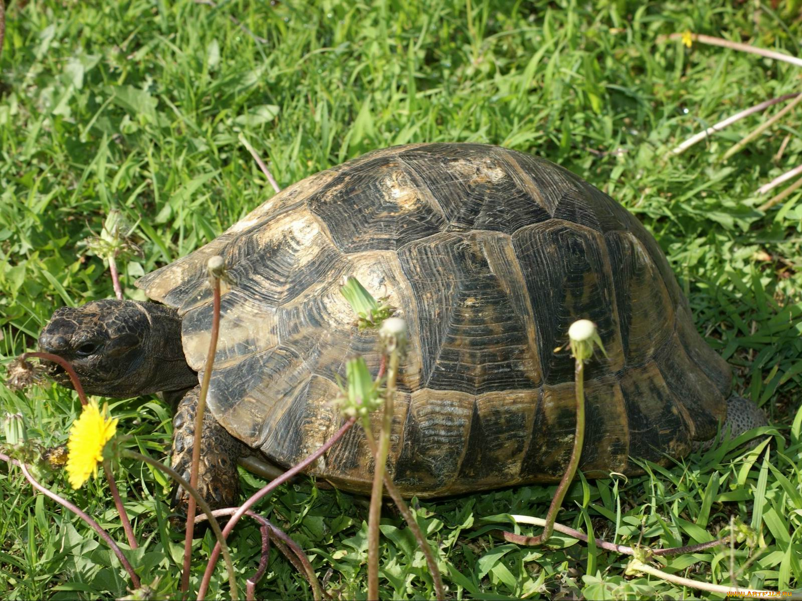 животные, Черепахи