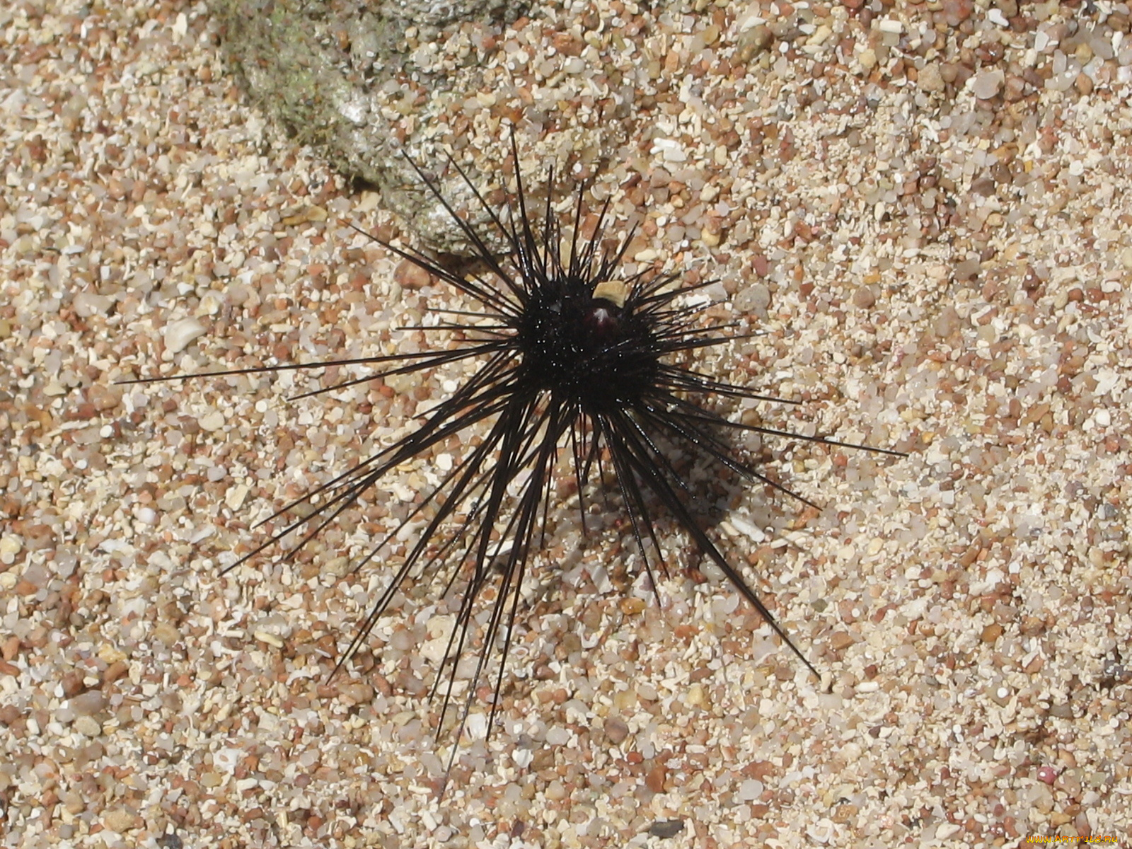 животные, морская, фауна