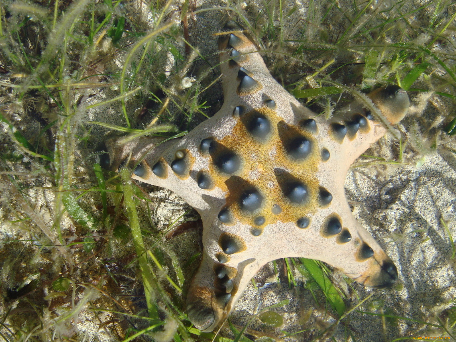 животные, морские, звёзды