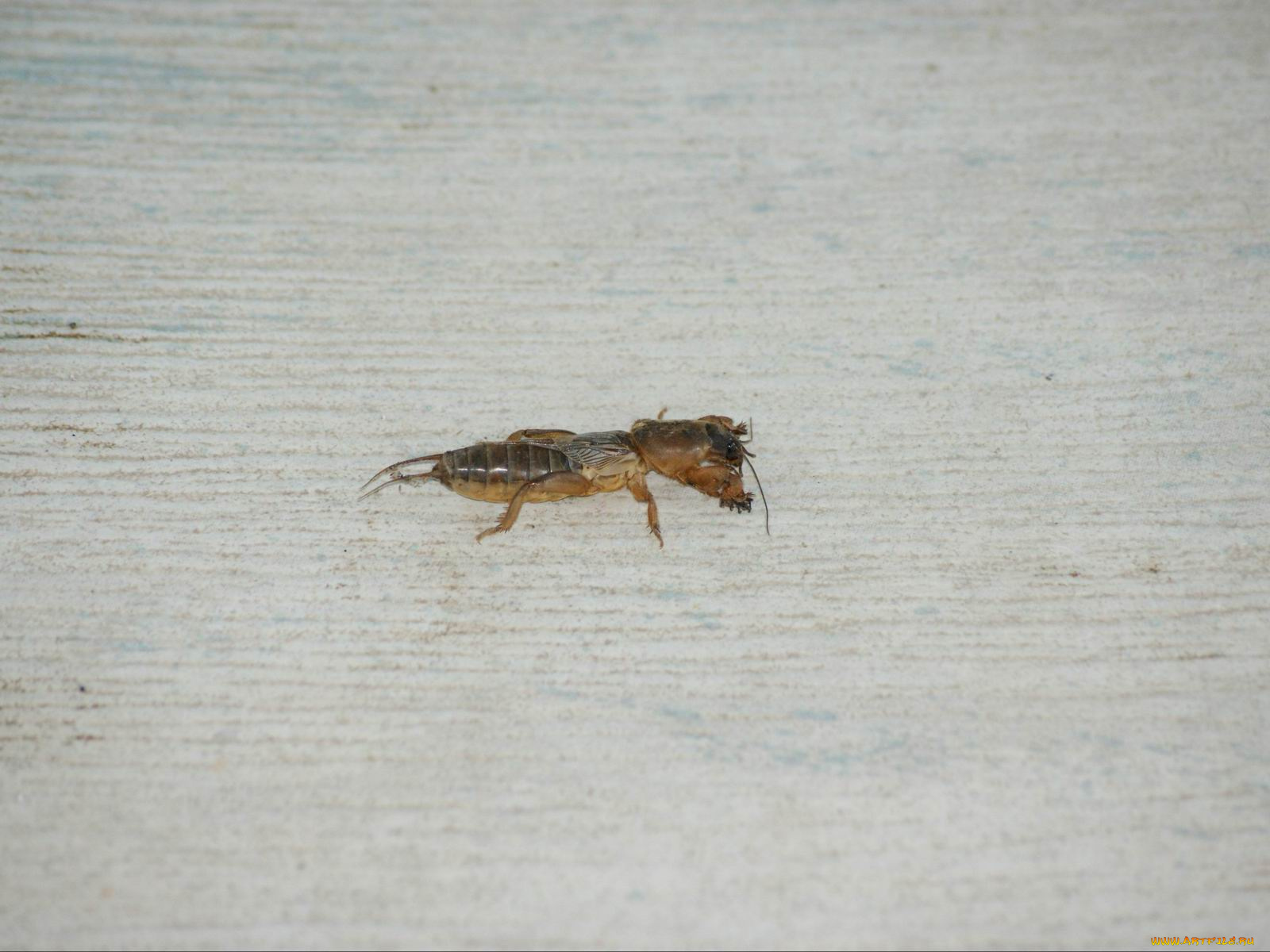 животные, насекомые