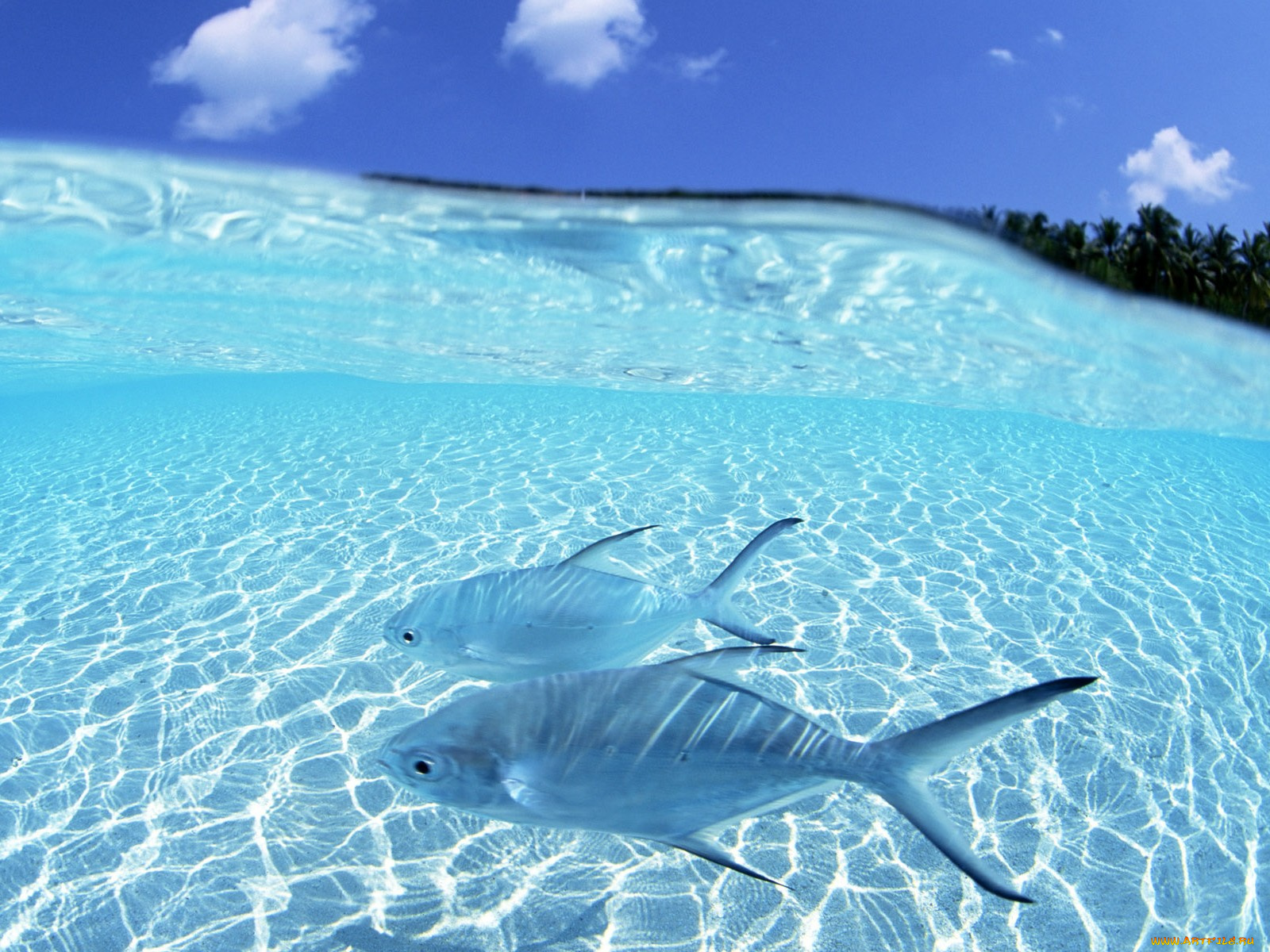 животные, рыбы