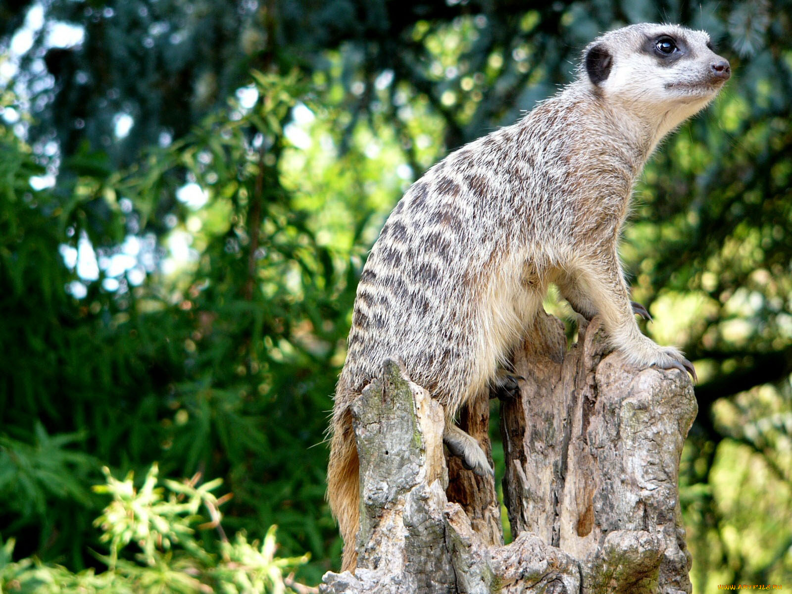 животные, сурикаты